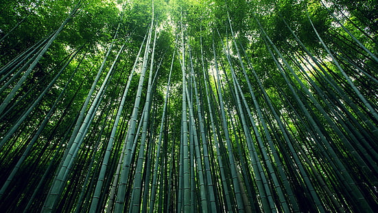 Bambu verde, bambu, folhas de bambu, bambu verde, bambu, folhas de bambu, HD papel de parede HD wallpaper