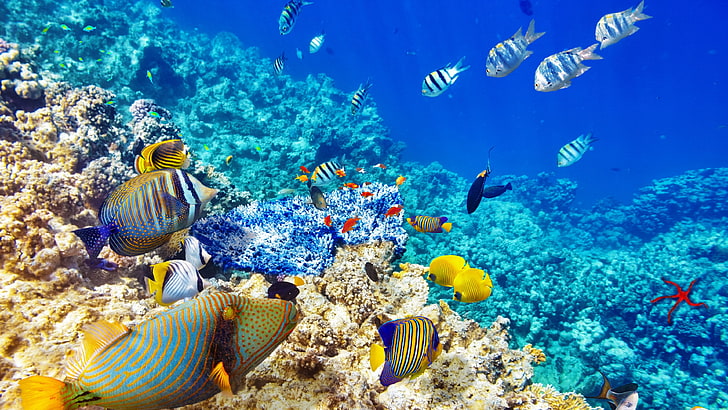 corais subaquáticos, HD papel de parede