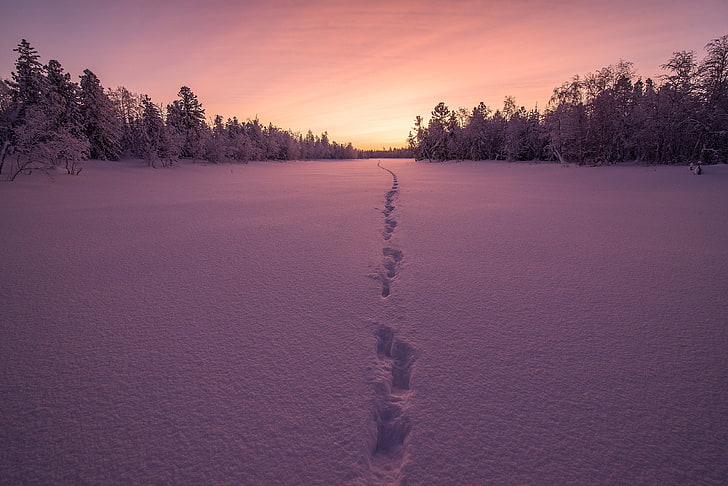 หิมะ, 4K, พระอาทิตย์ตก, ป่าฤดูหนาว, วอลล์เปเปอร์ HD