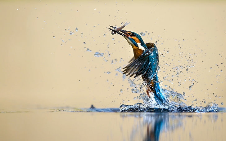 kingfisher menangkap wallpaper ikan, hewan, burung, alam, kingfisher, air, tetesan air, memancing, refleksi, berburu, ikan, Martin pêcheur, Wallpaper HD