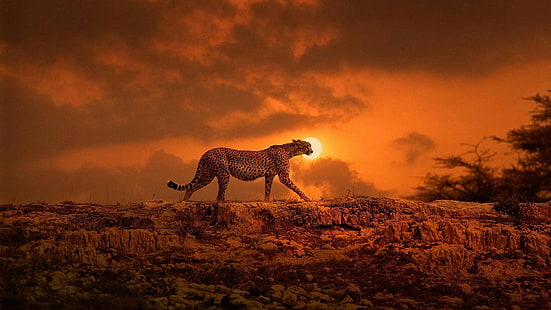 vilda djur och växter, himmel, fauna, savann, gepard, landskap, afrika, safari, sten, orange himmel, moln, stora katter, kväll, solnedgång, HD tapet HD wallpaper