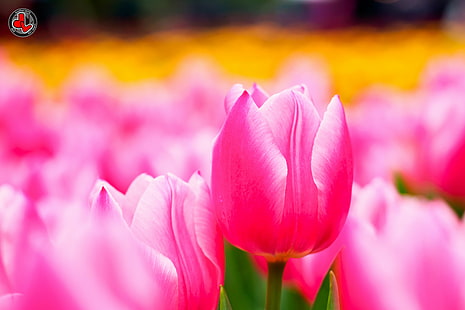 bed of pink tulips, Tulip, bed, pink, tulips, 香港, JL, Photography, Olympus OM-D E-M5, Olympus  OM-D  E-M5, EM, M.Zuiko Digital, ED, 60mm, F2.8, Macro, M4, Micro 4/3, Micro Four Thirds, Olympus, landscape, city, nature, plant, Tulipa, チュ, Hong Kong Flower Show, HK, Victoria Park, hongkong, Project 365, one day, day one, photo, Flickr, Award, Bronze, Trophy, Group, Superb, com, net, 維園, flower, springtime, pink Color, freshness, beauty In Nature, petal, flower Head, HD wallpaper HD wallpaper