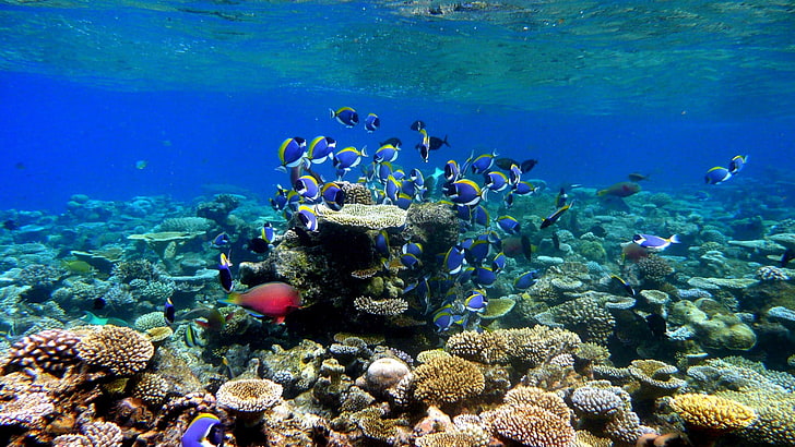 fisk, korallrev, fiskskola, rev, marinbiologi, korall, stenig korall, under vattnet, korallrevfisk, hav, vatten, hav, palau, HD tapet