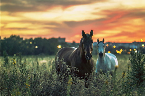 dua kuda coklat dan putih di padang rumput hijau, warga, coklat, kuda putih, rumput hijau, lapangan rumput, Sevilla, Andalucía, España, kuda, hewan, alam, binatang menyusui, di luar rumah, pertanian, padang rumput, Adegan pedesaan, padang rumput, rumput, Wallpaper HD HD wallpaper