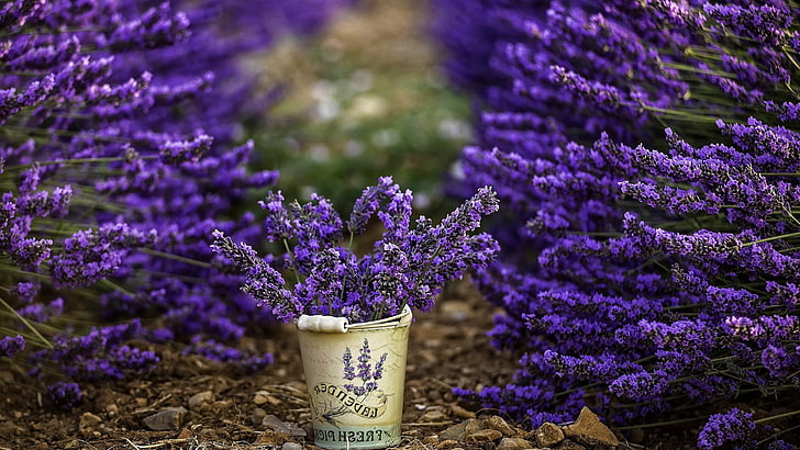 Bucket, Depth Of Field, flowers, Lavender, photography, Purple Flowers, HD wallpaper