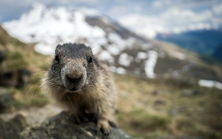 Animal, Marmot, Close-Up, Depth Of Field, HD wallpaper