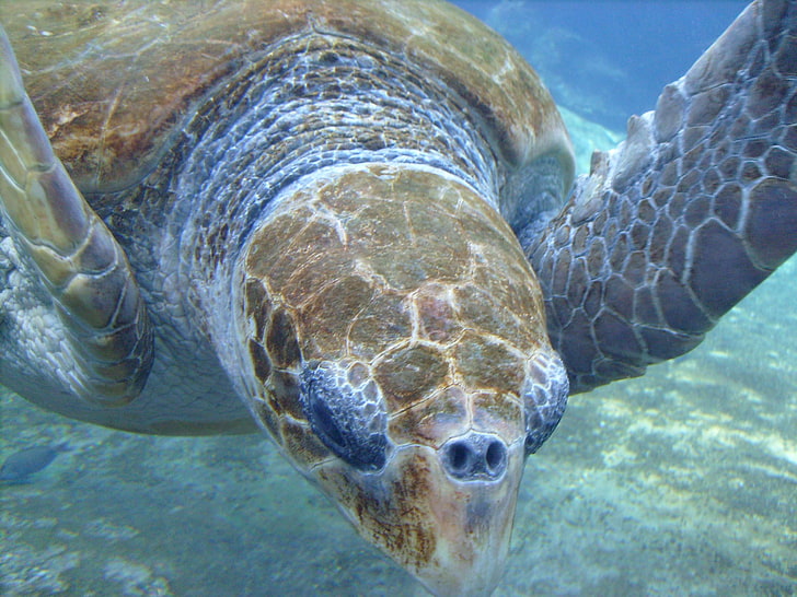 animal, blue, brown, marine turtle, nostrils, ocean, sea, shell, swim, turtle, water, HD wallpaper