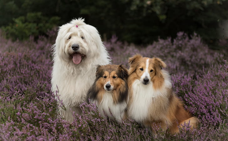 Hundar, Hund, Lavendel, Old English Sheepdog, Shetland Sheepdog, HD tapet