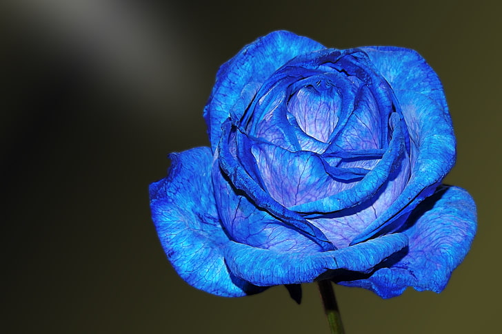 fiore blu, rosa blu, rosa, gemma, petali, Sfondo HD