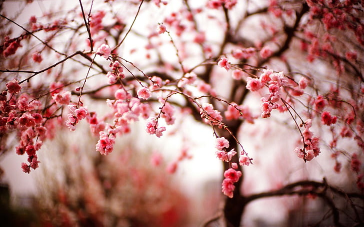 photography, trees, macro, cherry blossom, HD wallpaper