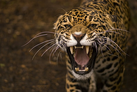 jaguar showing teeth, HD wallpaper HD wallpaper