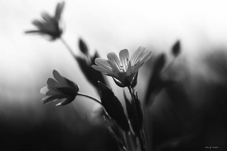 Grayscale photo of petaled flowers, en, noir et blanc, grayscale, photo, HD  wallpaper | Wallpaperbetter