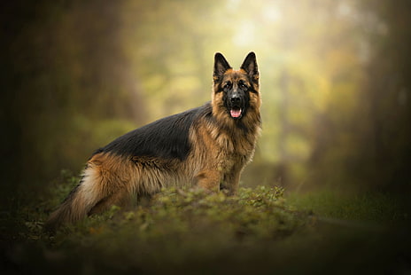 الكلاب ، الراعي الألماني ، الحيوان ، الكلب ، الحيوانات الأليفة، خلفية HD HD wallpaper