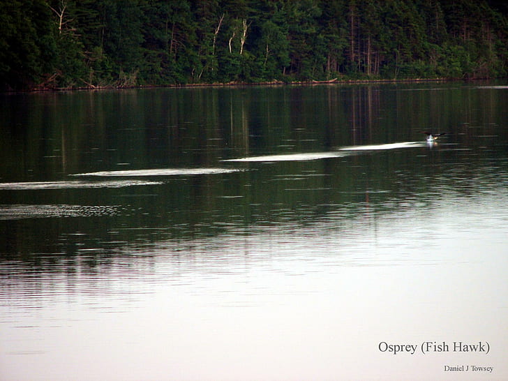 Osprey (fish Hawk), danieltowsey, fish hawk, balbuzard pêcheur, animaux, Fond d'écran HD