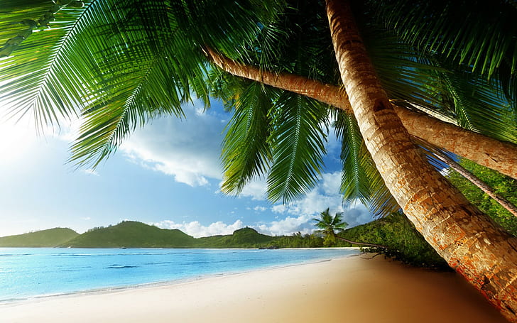 Tropical Palm Trees Beach Ocean HD Desktop, spiagge, spiaggia, desktop, oceano, palme, alberi, tropicali, Sfondo HD