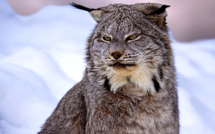 adult gray lynx, canadian lynx, snow, muzzle, HD wallpaper