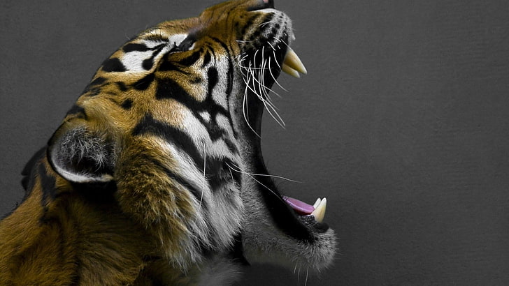 yawning tiger wallpaper, tiger, animals, big cats, HD wallpaper