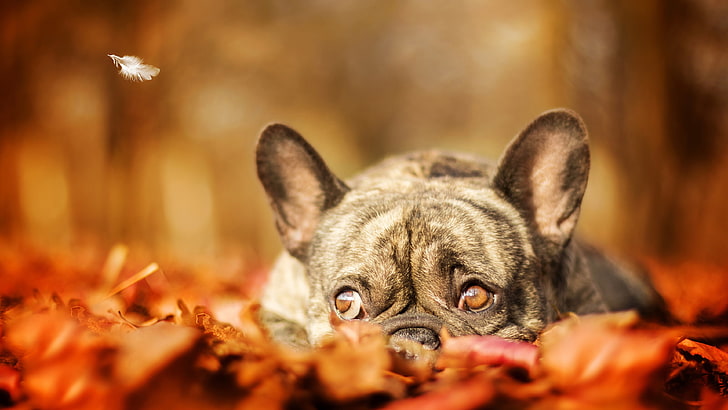 dog, dry leaves, dog breed, feather, cute, french bulldog, HD wallpaper