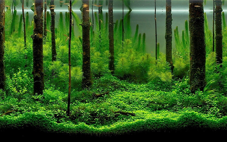 akuarium, hutan, Wallpaper HD