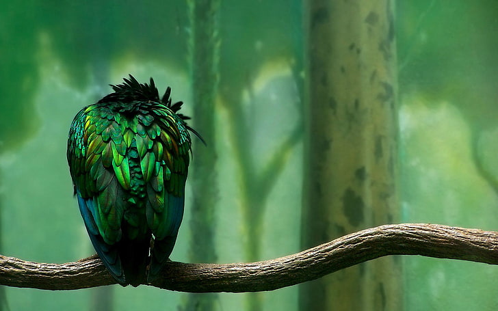 Real bird against a painted zoo background, HD wallpaper