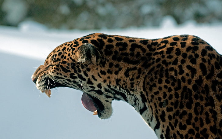 léopard, jaguar, dents, prédateur, chat, Fond d'écran HD