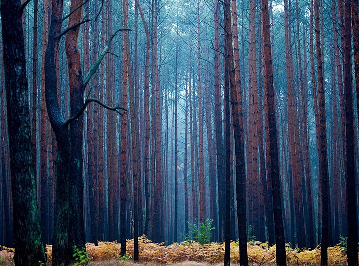 albero a foglia verde, foresta, alberi di pino, Sfondo HD
