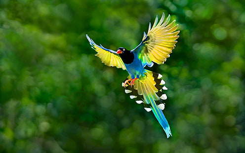 Kolorowy ptak tukan latający rozpostartymi skrzydłami ogon HD tła pulpitu do pobrania za darmo, Tapety HD HD wallpaper
