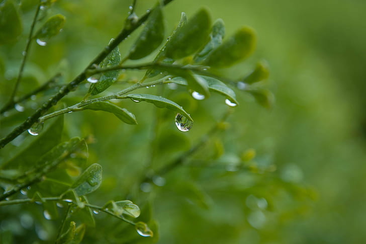 grönt blad växt med dagg, grönt blad, växt, droppar, löv, Australien, natur, släpp, blad, dagg, grön Färg, regndroppe, friskhet, våt, närbild, regn, vatten, makro, sommar, miljö, HD tapet