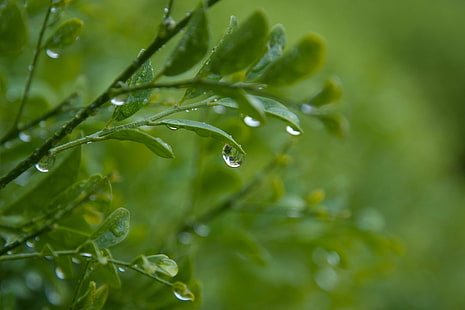 grönt blad växt med dagg, grönt blad, växt, droppar, löv, Australien, natur, släpp, blad, dagg, grön Färg, regndroppe, friskhet, våt, närbild, regn, vatten, makro, sommar, miljö, HD tapet HD wallpaper