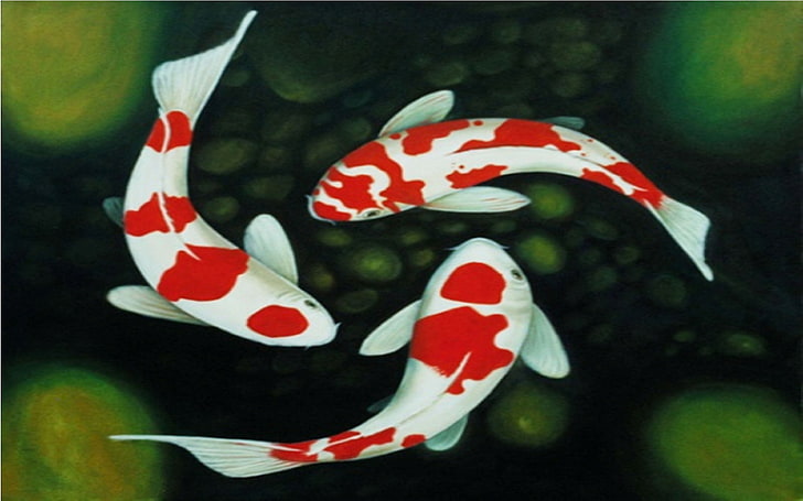 Koi Fishes Dekstop Wallpapers Hd, Fondo de pantalla HD