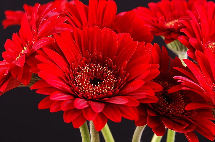 ดอกเดซี่สีแดง, เยอบีร่า, ดอกไม้, ช่อดอกไม้, สดใส, สีแดง, กลีบดอก, พื้นหลังสีดำ, วอลล์เปเปอร์ HD