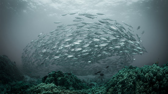 училище на сива риба, природа, вода, под вода, море, риба, плитчина от риби, корали, HD тапет HD wallpaper