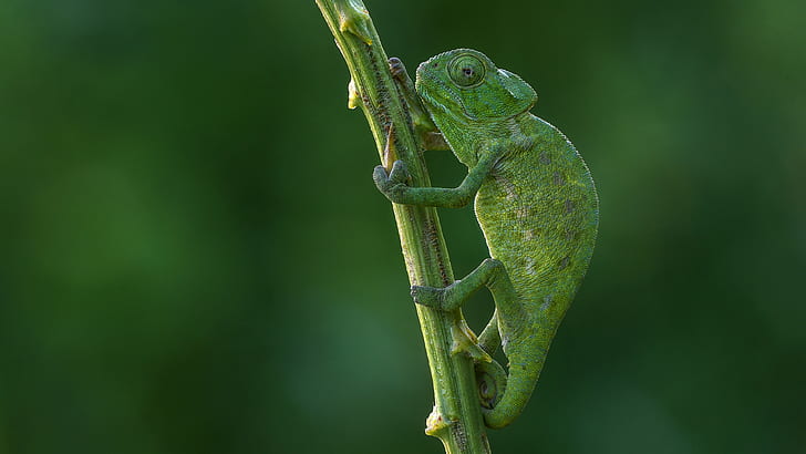 look, pose, green, chameleon, background, paws, stem, reptile, HD wallpaper