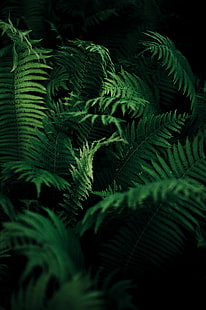 przyroda, paprocie, rośliny, zieleń, wyświetlanie portretowe, pionowe, Tapety HD HD wallpaper