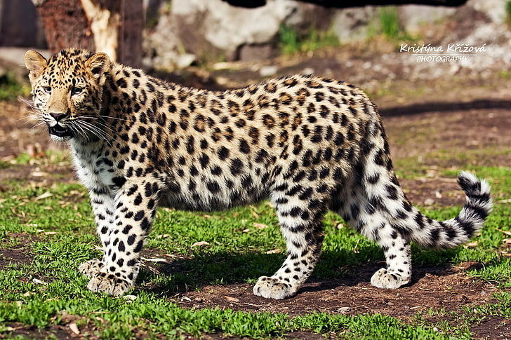 aspetto, predatore, leopardo, profilo, estremo oriente, Sfondo HD