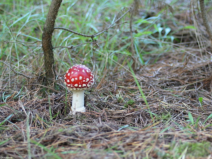 red and white mushroom, fly agaric, mushroom, poisonous, grass, earth, prickles, HD wallpaper
