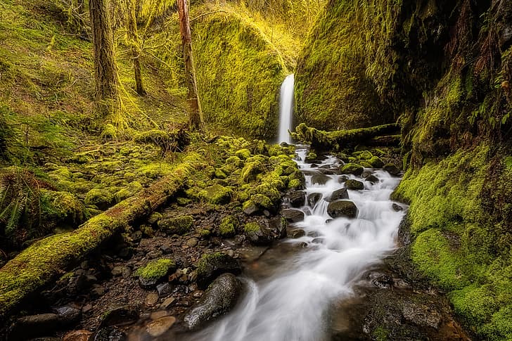 forest, stream, waterfall, moss, Oregon, Columbia River Gorge, Mossy Grotto Falls, The Columbia river gorge, HD wallpaper