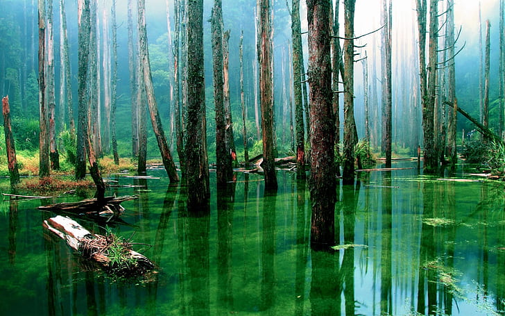 Drzewa Swamp HD, przyroda, drzewa, bagno, Tapety HD