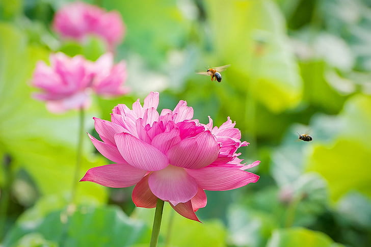 ピンクのクラスター化された花弁の花、ハス、蓮、恋に落ちる2つの蜂、ロータス、ミツバチ、ピンク、クラスター化、花びら、花、ニコン、D800、自然、植物、ピンク色、花頭、夏、葉、植物学、 HDデスクトップの壁紙