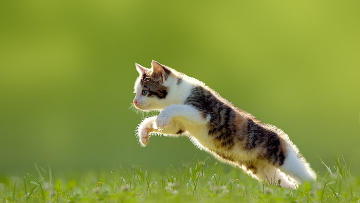 草、猫、ジャンプ、動物、草、緑の背景の上に猫をジャンプ、 HDデスクトップの壁紙