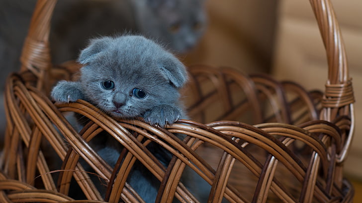 子猫、子猫、猫、かわいい、赤ちゃん、バスケット、ひげ、ロシアンブルー、愛らしい、ペット、 HDデスクトップの壁紙