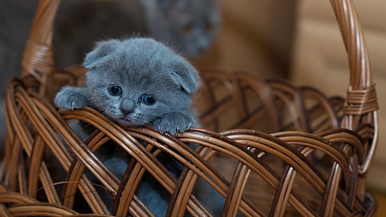 gatinho, gatinho, gato, bonitinho, bebê, cesta, bigodes, azul russo, adorável, animal de estimação, HD papel de parede HD wallpaper
