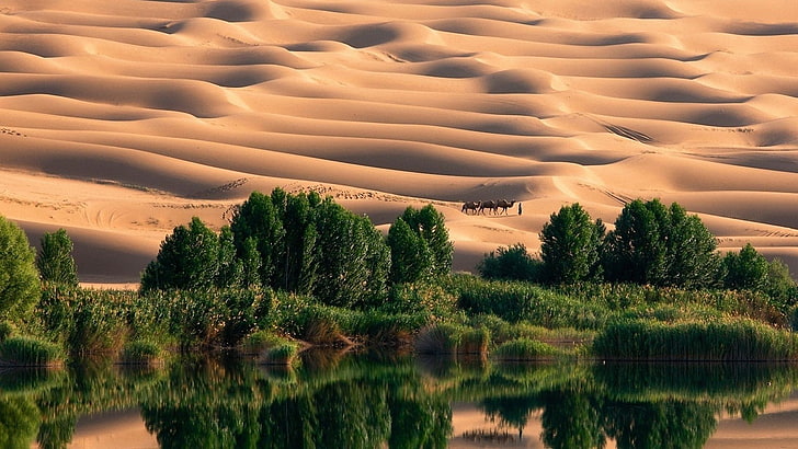 desierto, duna, árboles, naturaleza, paisaje, oasis, Fondo de pantalla HD