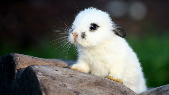 Cuttest ... Bunny ... Hiç !!, tavşan, tavşan, bebek, sevimli hayvanlar, HD masaüstü duvar kağıdı HD wallpaper