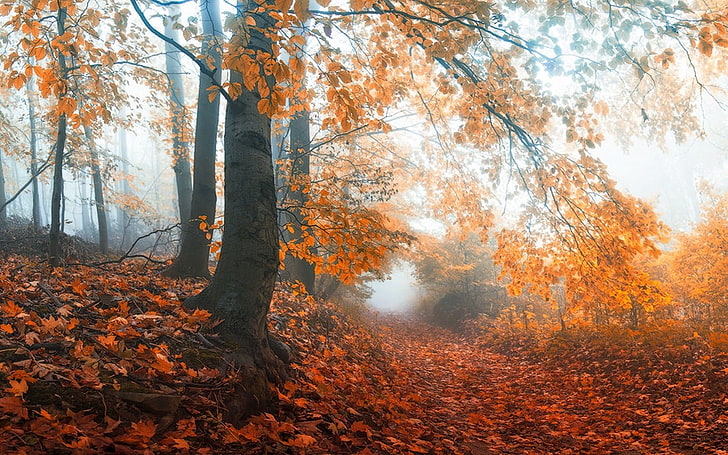 черный и коричневый деревянный стол, туман, осень, тропинка, деревья, природа, пейзаж, лес, утро, листья, HD обои