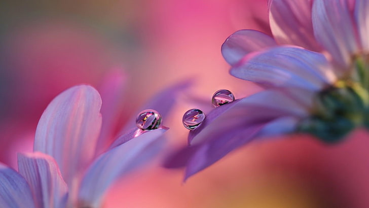 flower, pink, macro photography, close up, flora, petal, blossom, drop, waterdrops, dew, reflected, water, spring, moisture, HD wallpaper