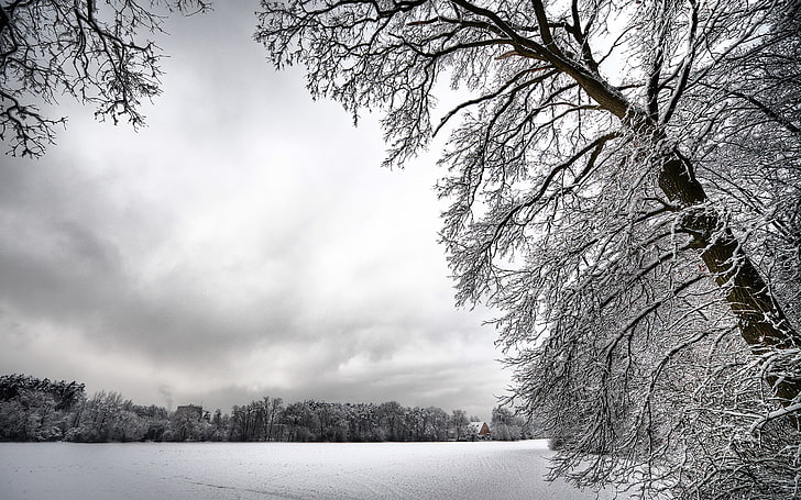 grått lövträd, vinter, snö, träd, landskap, natur, vit, HD tapet