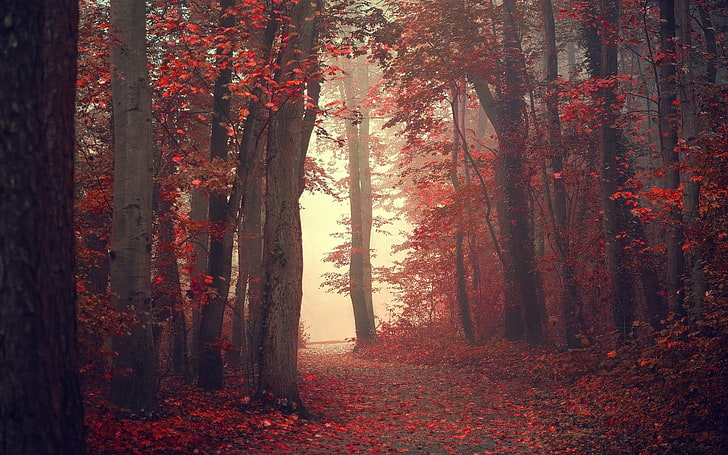 Verbreiterung der Straßenmitte von rotblättrigen Bäumen digitale Tapete, Landschaft, Natur, Herbst, Bäume, Nebel, Pfad, rot, Blätter, Wald, rote Blätter, HD-Hintergrundbild