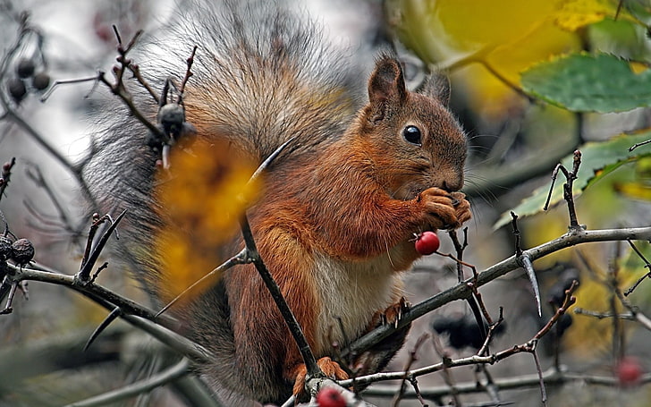 brown squirrel, squirrel, branch, berry, food, HD wallpaper