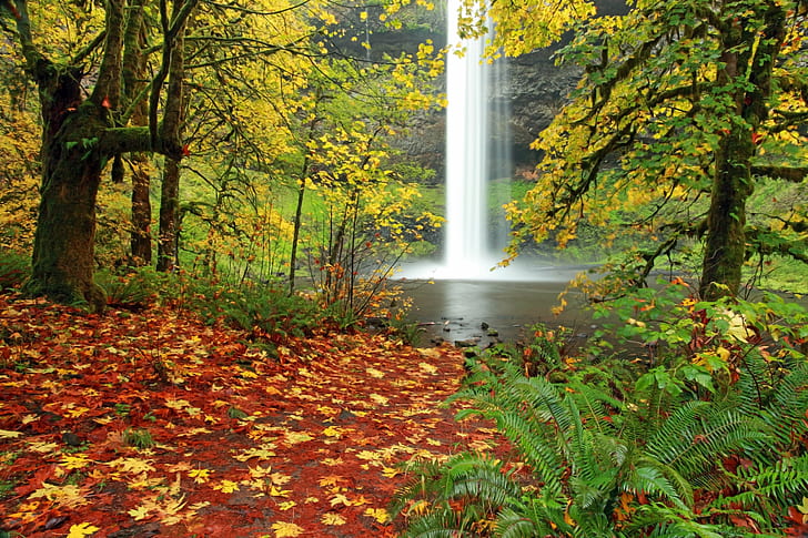 waterfalls with maple trees, Dream, Pool, waterfalls, maple trees, Autumn  Colors, Leaves, Red  Green, Green  Yellow, Silver  Falls  State  Park, Oregon, South, Nature, Landscape  Photography, Canyon, autumn, leaf, forest, tree, outdoors, park - Man Made Space, landscape, beauty In Nature, HD wallpaper